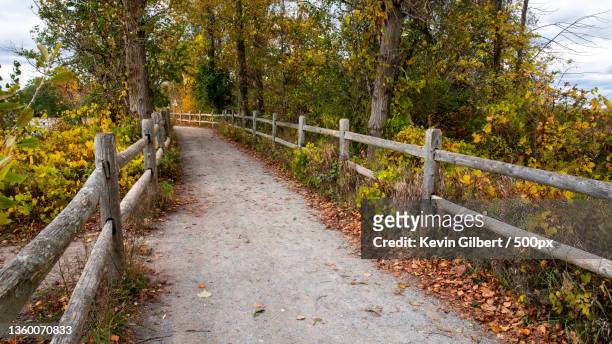 autumn path,empty road amidst trees in forest during autumn,ajax,ontario,canada - ajax 個照片及圖片檔