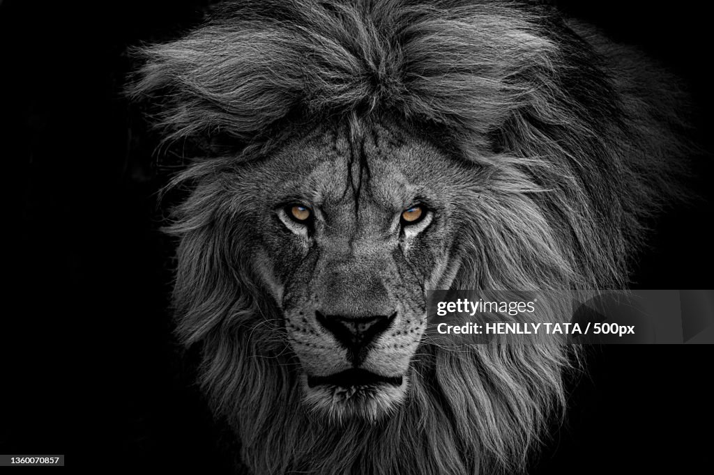 Lion,Close-up portrait of lion against black background