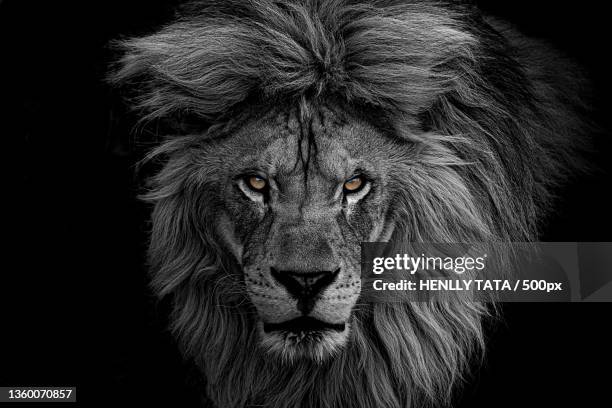 lion,close-up portrait of lion against black background - leone foto e immagini stock