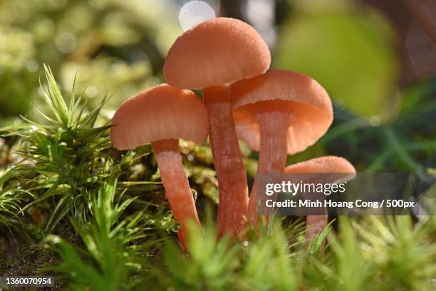 mushrooms environment laccaria laccata clitocybe laqu - laccaria laccata stock pictures, royalty-free photos & images