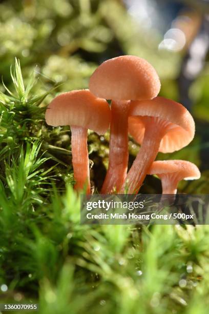 mushrooms environment laccaria laccata clitocybe laqu - laccaria laccata stock pictures, royalty-free photos & images