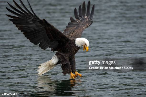 bald eagle,close-up of bald eagle flying over lake - talon stock pictures, royalty-free photos & images