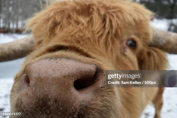 highland herman curious cow,close-up portrait of cow,helena,montana,united states,usa - helena montana ストックフォトと画像