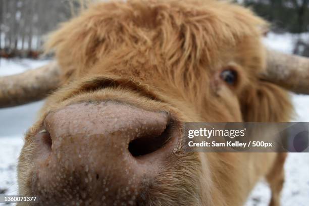 highland herman curious cow,close-up portrait of cow,helena,montana,united states,usa - helena montana 個照片及圖片檔