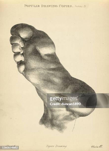 sketching sole and heel of the foot, victorian art figure drawing copies 19th century - human foot anatomy stock illustrations