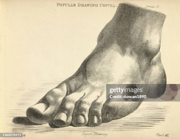 ilustraciones, imágenes clip art, dibujos animados e iconos de stock de dibujando el pie de pie plano, figura de arte victoriano copia copia del siglo 19 - cuerpo humano posicion anatomica