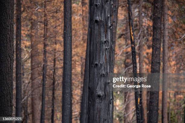 Stand of pine trees have been burned as part of a prescribed control fire to burn excess vegetation on December 12 in Yosemite National Park,...