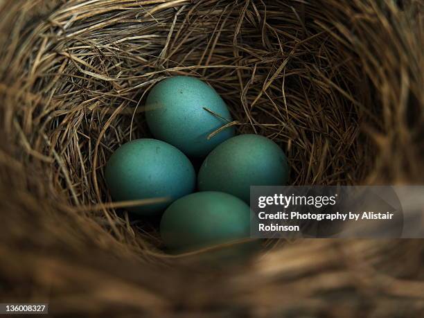 robin's nest - singdrossel stock-fotos und bilder