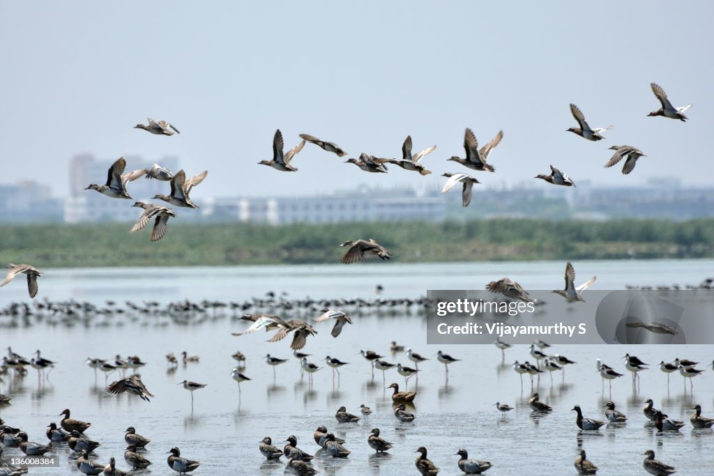 Large group of ducks