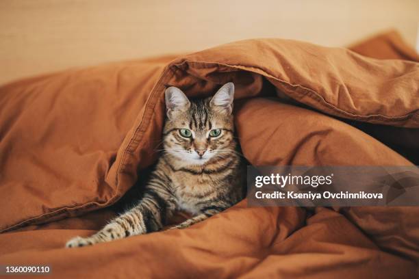 cute ginger cat lying in bed under a blanket. fluffy pet comfortably settled to sleep. cozy home background with funny pet. - cat hiding under bed - fotografias e filmes do acervo