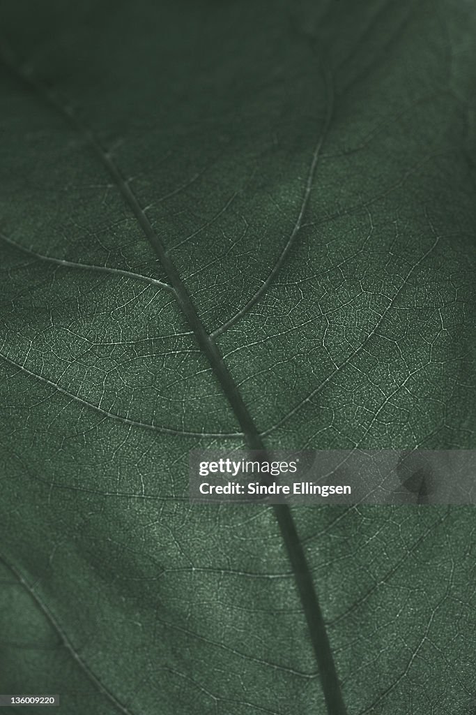 A dark green leaf, close up