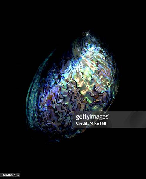 paua shell against black background - mother of pearl stock pictures, royalty-free photos & images