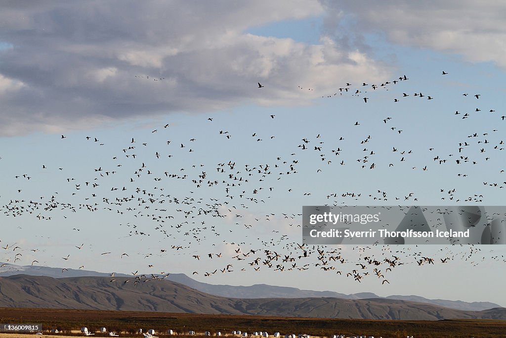 Migrating birds