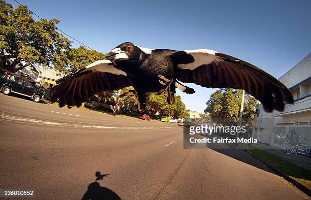Magpie swoops a cyclist along Lambton Road, New Lambton, in Newcastle. .