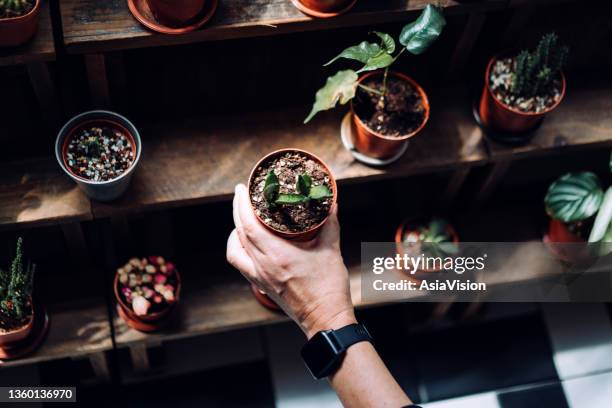 point de vue personnel d’un homme asiatique tenant une plante en pot, nourrissant avec soin au balcon à la maison. profiter de son temps à la maison confortable. personnes et mode de vie - admiration photos et images de collection