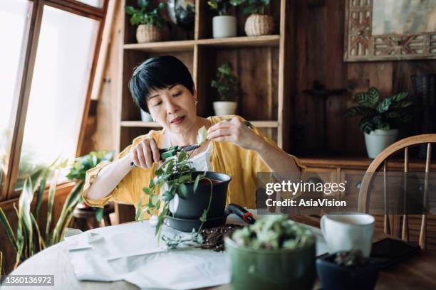 senior asian woman taking care of her plants at balcony at home, pruning houseplants with care. enjoying her time at cozy home. retirement lifestyle - hobbies 個照片及圖片檔