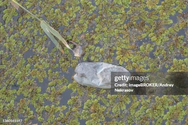 plastic bottles swims on floating watermoss (salvinia natans) in the coastal area in the delta danube river. plastic pollution. ermakov island, danube biosphere reserve in danube delta, ukraine - salvinia stock pictures, royalty-free photos & images