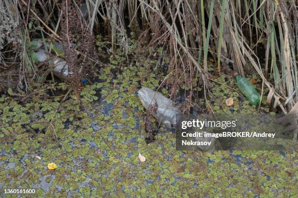plastic bottles swims on floating watermoss (salvinia natans) in the coastal area in the delta danube river. plastic pollution. ermakov island, danube biosphere reserve in danube delta, ukraine - salvinia stock pictures, royalty-free photos & images