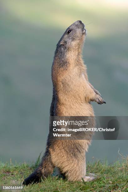1,782 Alpine Marmot Photos and Premium High Res Pictures - Getty Images