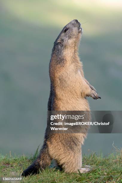 1,782 Alpine Marmot Photos and Premium High Res Pictures - Getty Images 1,782 Alpine Marmot Photos and Premium High Res Pictures - Getty Images