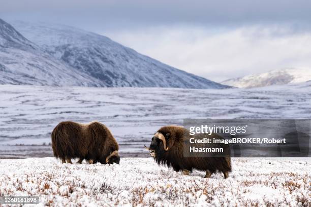 musk ox (ovibos moschatus), two bulls in freshly snow-covered tundra, dovrefjell-sunndalsfjella national park, norway - musk ox stock-fotos und bilder