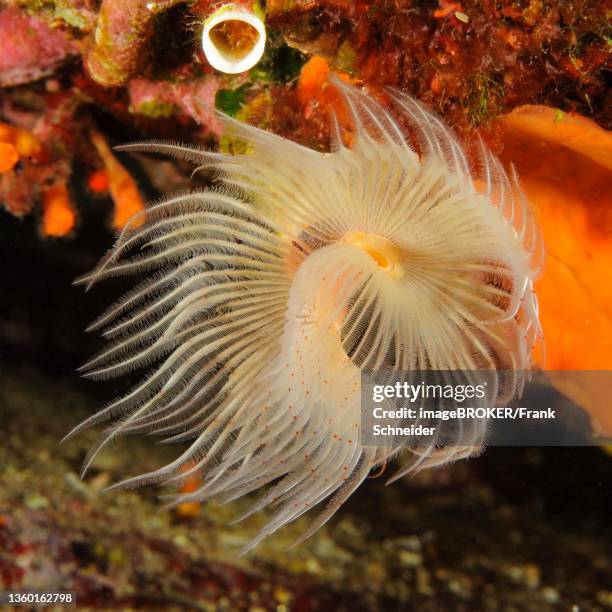 white lime tube worm with extended tentacle crown, smooth lime tube worm (protula tubularia), mediterranean sea, giglio island, tuscany, italy - tubularia stock pictures, royalty-free photos & images