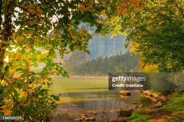 autumnal treelined landscape, lauerzsee, schwyz, switzerland - schwyz stock pictures, royalty-free photos & images