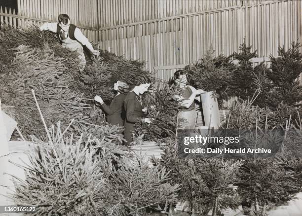 Dispatching Xmas trees at Whiteleys to all parts of the world These trees complete with 16 lamps are sold for 57, 1934. Photograph by Harold Tomlin.