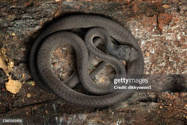 Tree Snake Coiling Snake Coiled Around Tree Trunk Photos and Premium High Res Pictures ...