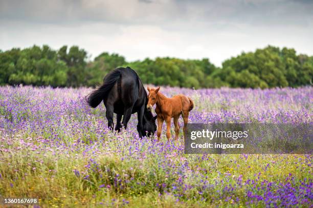 mare and her foal grazing amongst wildflowers in a meadow, canos de meca, cadiz, andalusia, spain - fohlen stock-fotos und bilder