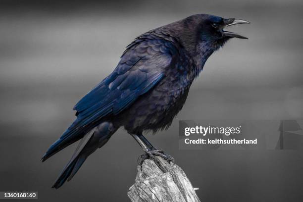 Cawing Rooks Cawing Photos and Premium High Res Pictures - Getty Images
