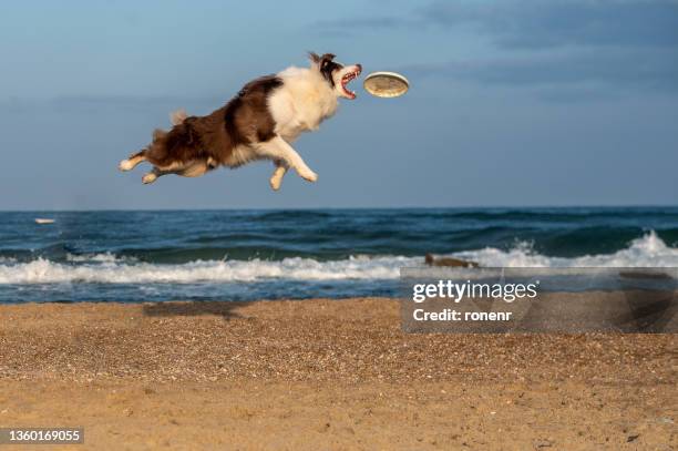 dog jumping in the air catching a frisbee on the beach, tel-aviv, israel - frisbee fotografías e imágenes de stock