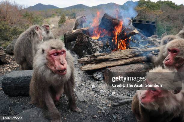 Japanese Yaku macaque monkeys warm themselves by a bonfire to keep warm at the Japan Monkey Centre on December 21, 2021 in Inuyama, Aichi, Japan. The...