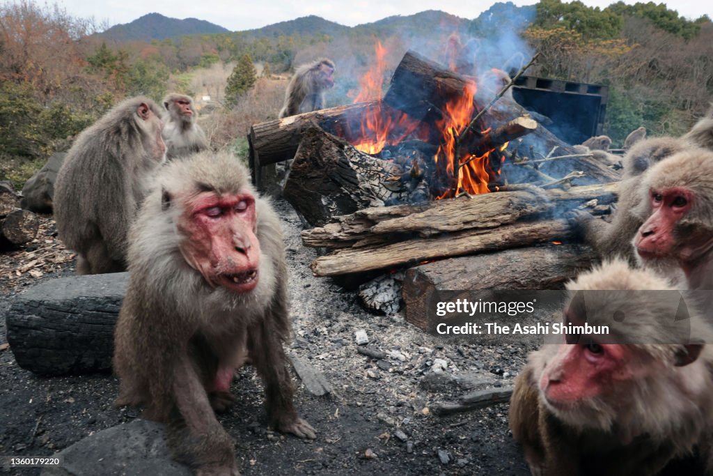 Japanese Macaques Keep Warm By Bonfire