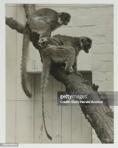 Photograph by Harold Tomlin titled 'Zoo's slyest baby'. Photograph by Harold Tomlin titled 'Zoo's slyest baby'. Image shows a family of lemurs on a...
