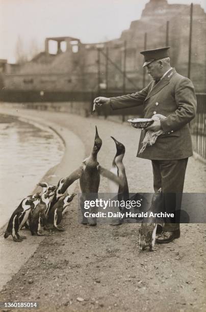 At the Zoo before children return to school, 1934. Penguins follow their keeper for a tit-bit. Photograph by James Jarche.