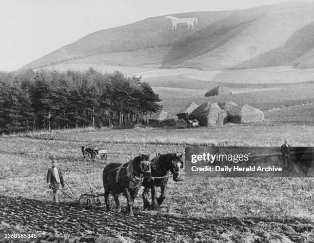 Ploughing with horses in Wiltshire, 2nd December 1932. Ploughing operations under the watchful eye of the Westbury White Horse, which, under the care...