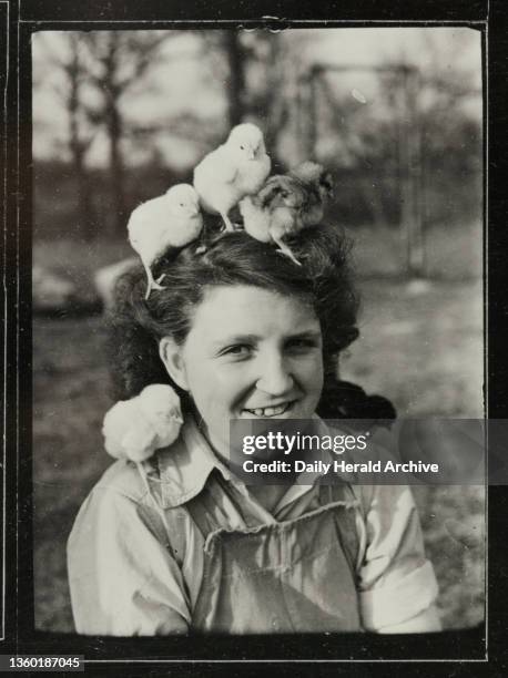 Chick breeding activities at Redlands Poultry Farm in the village of Holmwood, Surrey, 29 March 1946. Silver gelatin contact sheet by Bishop Marshall...