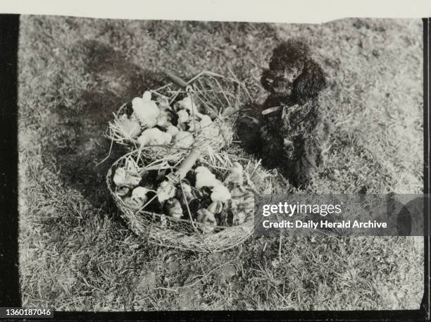 Chick breeding activities at Redlands Poultry Farm in the village of Holmwood, Surrey, 29 March 1946. Silver gelatin contact sheet by Bishop Marshall...