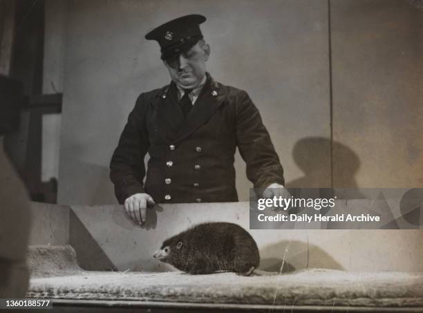 Televising Zoo Animals, 1939. Television at Alexandra Palace. A Tree Hyrax - Dendrohyrax Nigeria with Keeper George Graves. In 1936 Alexandra Palace...