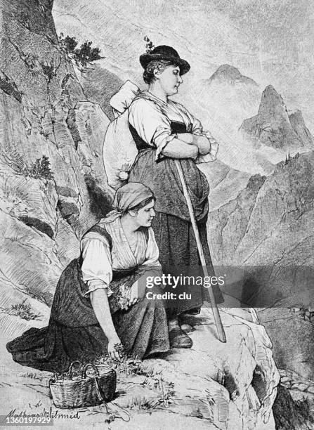 two female edelweiss pickers high up in the mountains - edelweiss flower stock illustrations