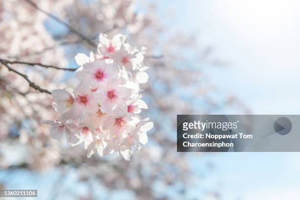 japanese sakura cherry blossom, osaka, japan - cerezos en flor fotografías e imágenes de stock