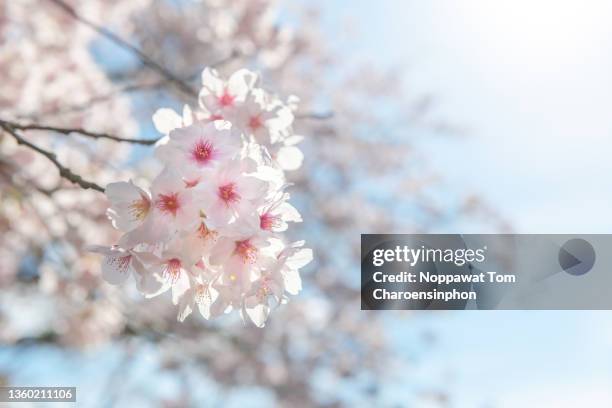 japanese sakura cherry blossom, osaka, japan - march into spring stock pictures, royalty-free photos & images