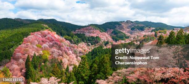 scenic panoramic view of full bloom cherry blossom (sakura) at mount yoshino, nara prefecture, japan, asia - nara - fotografias e filmes do acervo