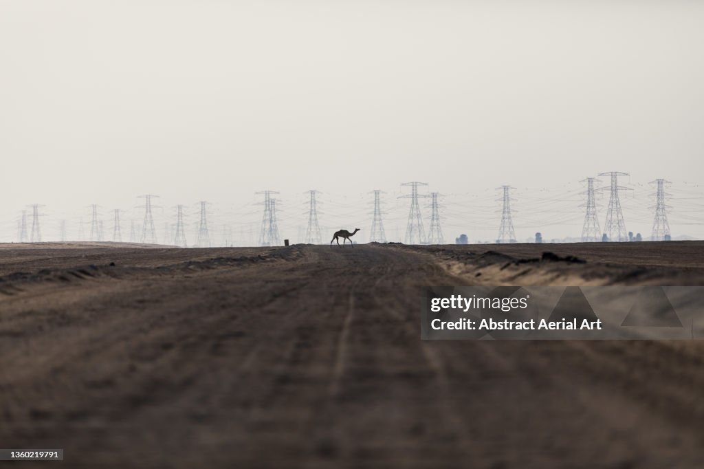 One camel crossing a dirt road in the desert with electricity pylons in the background shot from a low angle perspective, Dubai, United Arab Emirates