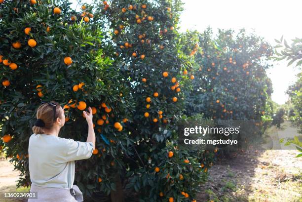 mujeres recogiendo naranjas orgánicas en un huerto - orange orchard fotografías e imágenes de stock