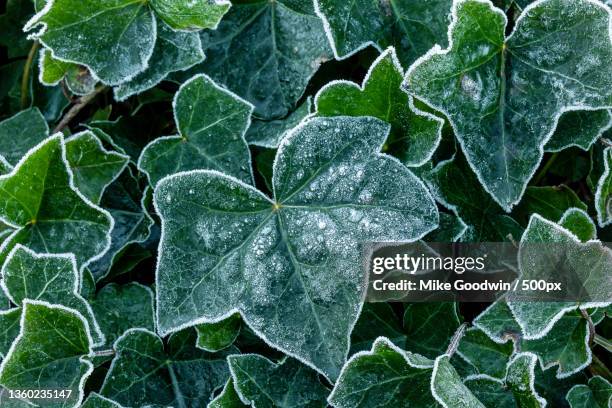 frost encrusted ivy,close-up of frozen leaves,holywell dene,united kingdom,uk - ivy stock pictures, royalty-free photos & images