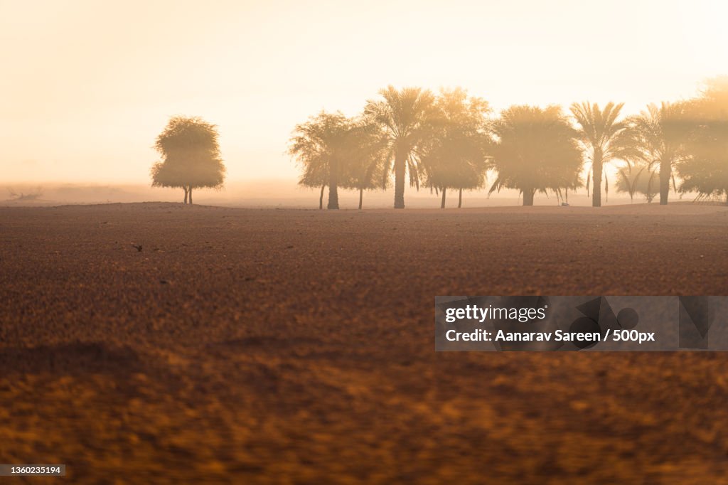 Hazy Morning,Trees on field against sky during sunset