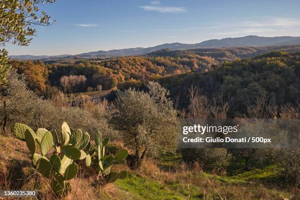 autumnal landscape with fico d india,scenic view of landscape against sky during autumn - fico d'india stock-fotos und bilder