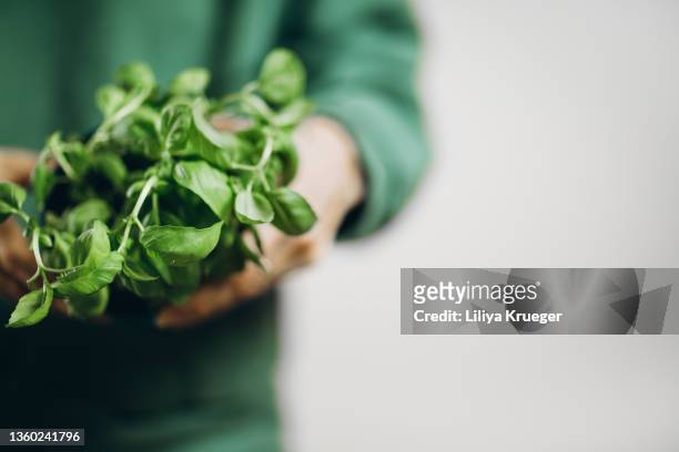 a bunch of greens in the hands. - oregano stock pictures, royalty-free photos & images